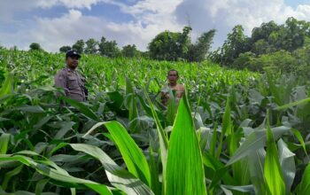 Sat Binmas Polres Bima Kota Pantau Program Ketahanan Pangan di Kelurahan Jatibaru Timur