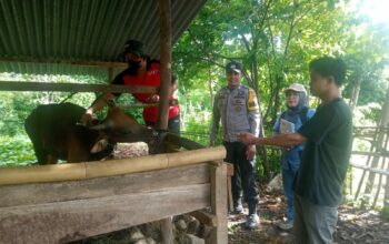 Bhabinkamtibmas Desa Senayan kawal petugas peternakan antisipasi Penyakit Mulut dan Kuku pada ternak