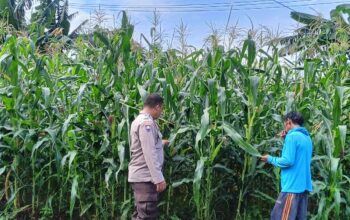 Bhabinkamtibmas Desa Sekongkang Bawah dampingi petani dalam Ketahanan Pangan