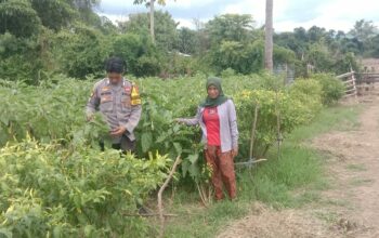 Polri Dukung Ketahanan Pangan: Pemantauan Lahan Pertanian Warga Desa Lune