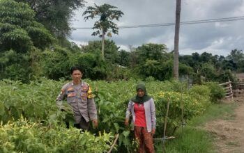 Polri Dukung Ketahanan Pangan: Pemantauan Lahan Pertanian Warga Desa Lune