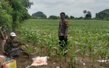 Bhabinkamtibmas Desa Lune Pantau Lahan Pertanian Jagung, Dukung Ketahanan Pangan Nasional Menuju Indonesia Emas 2025