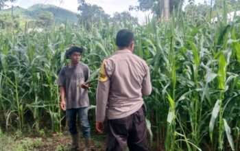 Polri Pantau Lahan Pertanian Jagung di Desa Tembalae untuk Mendukung Ketahanan Pangan Menuju Indonesia Emas 2045