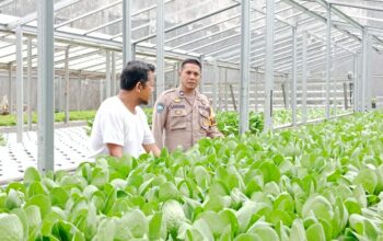 Dukung Ketahanan Pangan, Bhabinkamtibmas Kelurahan Menala Monitoring Kebun Hidroponik Milik Warga