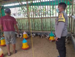 Dukung Ketahanan Pangan, Bhabinkamtibmas Kunjungi Peternak Ayam Super