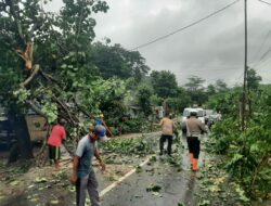 Hujan Angin Kencang Robohkan Pohon di Sekotong, Akses Jalan Sempat Lumpuh