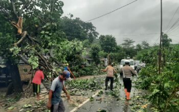 Pohon Tumbang Blokade Jalan Raya Sekotong, Polisi Gerak Cepat!