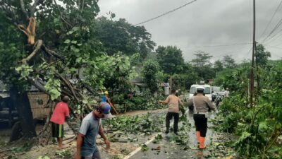 Pohon Tumbang Blokade Jalan Raya Sekotong, Polisi Gerak Cepat!