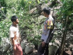 Bhabinkamtibmas Dukung Pekarangan Bergizi, Warga Bengkaung Antusias!