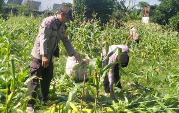 Sinergi Polri dan Petani, Panen Jagung Bersama di Bagik Polak