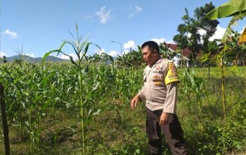 Sinergi Polri dan Warga, Polsek Kuripan Gencarkan Program Ketahanan Pangan