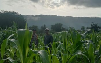 Polri Pantau Lahan Pertanian Jagung di Desa Lune, Dukung Ketahanan Pangan Nasional