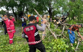 Polres Sumbawa Barat Bersama BPBD Sterilkan Pohon Tumbang di Jalan Raya