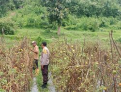 Polri Dukung Ketahanan Pangan: Bhabinkamtibmas Desa Lepadi Pantau Lahan Pertanian