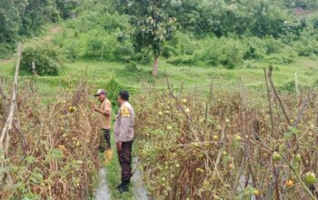 Polri Dukung Ketahanan Pangan: Bhabinkamtibmas Desa Lepadi Pantau Lahan Pertanian