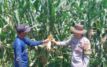 Bhabinkamtibmas Desa Talonang Baru Monitoring Lahan Penanaman Jagung, Warga Berharap Hasil Panen Optimal