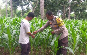 Polsek Kayangan Laksanakan Pengecekan Tanaman Jagung di Lahan Tumpang Sari