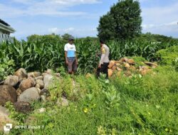Polri Dukung Ketahanan Pangan, Bhabinkamtibmas Pantau Lahan Pertanian di Desa Hu’u