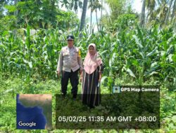 Polsek Kilo Dukung Ketahanan Pangan, Bhabinkamtibmas Pantau Tanaman Jagung Warga