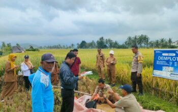 Polsek Tanjung berkolaborasi Dengan Dinas Pertanian UPTD Tanjung Ambil Sample Ubinan Padi