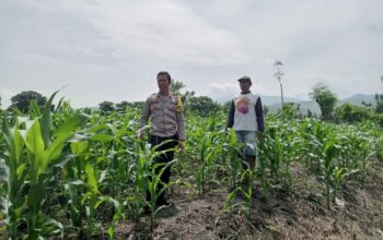 Bhabinkamtibmas Polsek Kilo Pantau Perkembangan Tanaman Jagung Warga