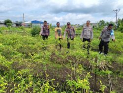 Kapolsek Dompu dan Jajaran Pantau Ketahanan Pangan di Lahan Warga