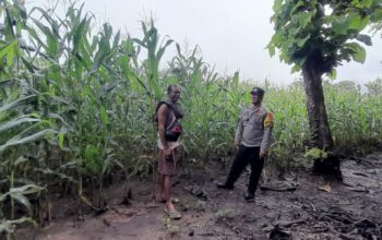 Bhabinkamtibmas Dampingi Petani Jagung, Dukung Program Ketahanan Pangan Nasional