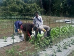 Sukses Pendampingan Kelompok Wanita Tani (KWT), Bhabinkamtibmas Bersama PPL Kembangkan Penanaman Sayur ke Masyarakat