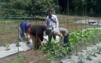 Sukses Pendampingan Kelompok Wanita Tani (KWT), Bhabinkamtibmas Bersama PPL Kembangkan Penanaman Sayur ke Masyarakat