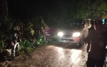 Pohon Tumbang di Teluk Nara, Polsek Pemenang Tangani Insiden Dengan Cepat.