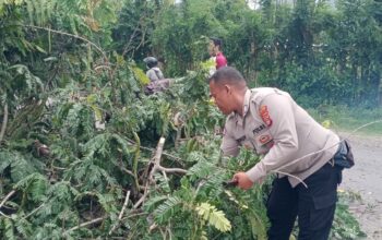 Polsek Poto Tano Bersama Masyarakat Respon Cepat Evakuasi Pohon Tumbang di Jalan Utama