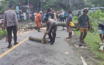 Akibat Cuaca Buruk Pohon Tumbang Kembali Terjadi di Wilayah Pemenang