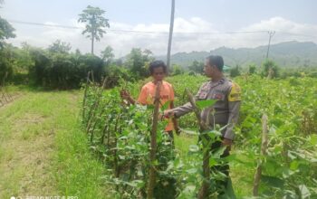 Polri Pantau Lahan Pertanian di Desa Jambu untuk Dukung Ketahanan Pangan Nasional