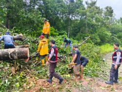 Cuaca Ekstrem, Sigap Kapolsek Sekongkang Bersama Warga Bersihkan Pohon Tumbang yang Menutupi Jalan Raya