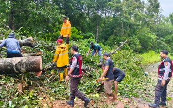 Cuaca Ekstrem, Sigap Kapolsek Sekongkang Bersama Warga Bersihkan Pohon Tumbang yang Menutupi Jalan Raya