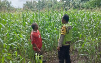 Dukung Ketahanan Pangan, Bhabinkamtibmas Tapir Pantau Perkembangan Tanaman Jagung Warga