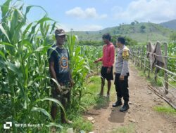 Polsek Hu’u Pantau Pengolahan Lahan Pertanian untuk Dukung Ketahanan Pangan Nasional