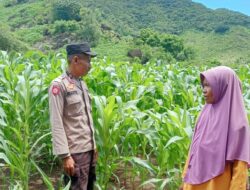 Polsek Dompu Lakukan Pemantauan Lahan Pertanian dalam Mendukung Ketahanan Pangan Nasional
