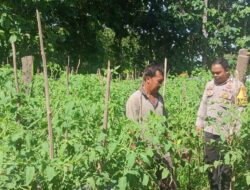 Bhabinkamtibmas Desa Sekongkang Bawah Lakukan Pendampingan Kegiatan Pengelolaan Pekarangan Pangan Bergizi