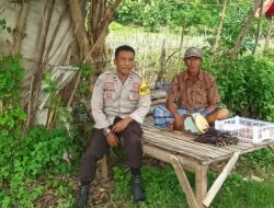 Polsek Kempo Dukung Ketahanan Pangan, Bhabinkamtibmas Terjun Bantu Petani