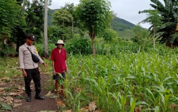 Polsek Kempo Pantau Pengolahan Lahan Pertanian untuk Dukung Ketahanan Pangan