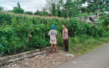 Bhabinkamtibmas Polsek Kilo Pantau Perkembangan Tanaman Jagung Warga Binaan