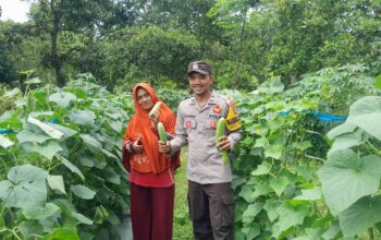 Bhabinkamtibmas Talonang Baru Ajak Kelompok Tani Wanita (KWT) Sebagai Pelopor Bertani Sayur dan Tanaman Bergizi