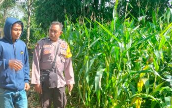 Bhabinkamtibmas Desa Rarak Ronges Dampingi Progres Tanaman Jagung Warga Binaan