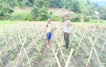 Bhabinkamtibmas Desa Adu Bantu Warga Kontrol Tanaman Tomat, Dukung Ketahanan Pangan Nasional