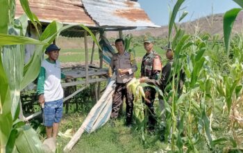 Bhabinkamtibmas dan Babinsa Pantau Perkembangan Tanaman Jagung Warga Binaan