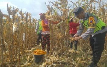 Dorong Produksi Pangan, Pak Bhabin Bantu Petani Bojonegoro Panen Jagung