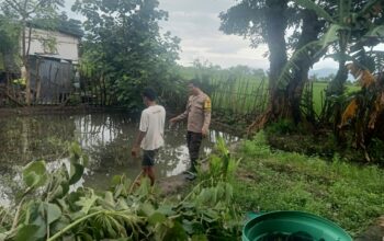 Bhabinkamtibmas Rasabou Pantau Budidaya Ikan Mujair, Dukung Ketahanan Pangan Nasional