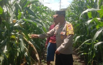 Sambangi Lahan Jagung, Aipda Alfian Haris Beri Dukungan Warga Wujudkan Ketahanan Pangan