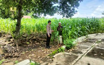 Bhabinkamtibmas O’o Pantau Lahan Jagung dan Beri Motivasi Warga